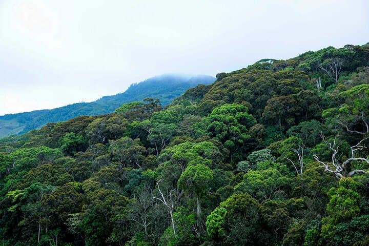 Trekking in Sinharaja Rainforest: Guided Rainforest Hike & Birding in Sri Lanka