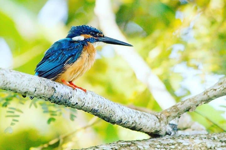 Sri Lanka 21-Day Wildlife Tour: Birds, Mammals & Whale Watching photo 1