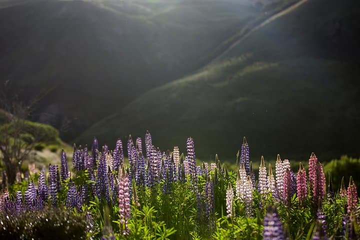 Private Customizable Tours Around Wellington: Tailored City, Coast and Birdwatching Excursions photo 2