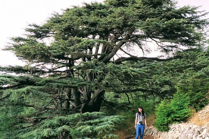 Private Day Trip from Beirut: Beiteddine, Deir el Qamar & Chouf Cedars photo 6