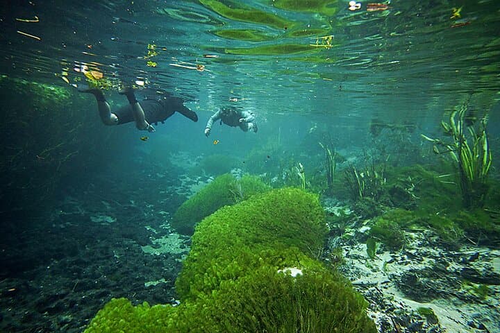Snorkel the Crystal Currents of Rio Sucuri: A 4-Hour Bonito Adventure