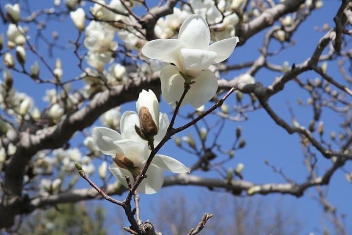 Beijing Cherry & Magnolia Blossom Day Tour — Yuyuantan Park and Summer Palace