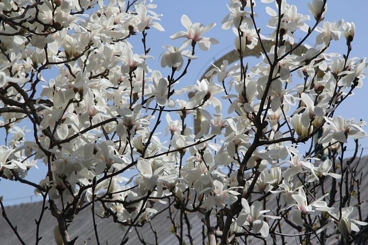 Beijing Cherry & Magnolia Blossom Day Tour — Yuyuantan Park and Summer Palace photo 3