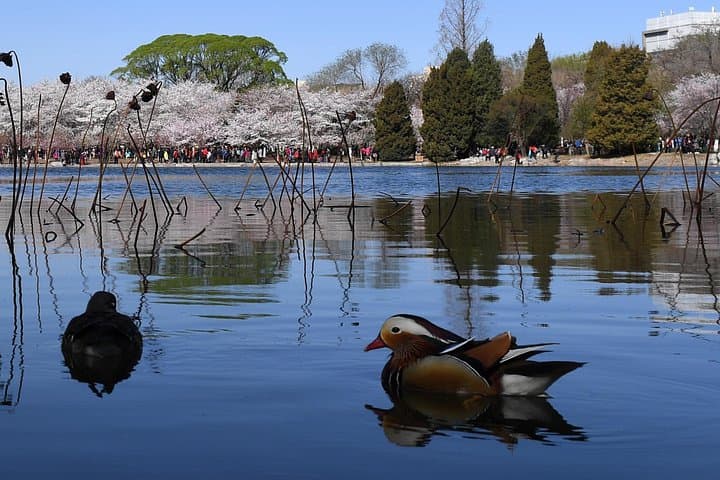 Cherry Blossoms at Yuyuantan Park: Beijing Half-Day Flower Tour photo 3