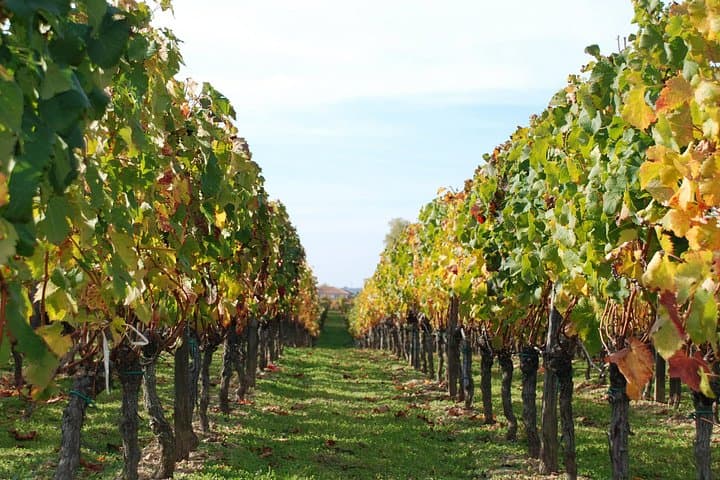 Coastal E‑Bike and Wine Tasting Tour from Barcelona to Alta Alella Winery photo 3