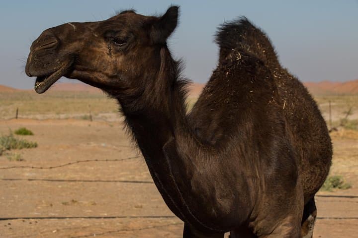 Rub al Khali Desert & the Lost City of Ubar: A Day from Salalah photo 3