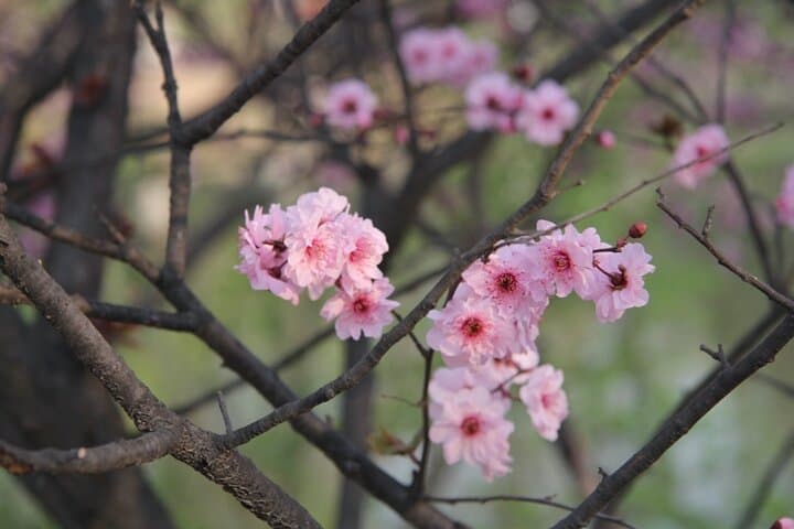 Spring Flowers in Beijing Olympic Forest Park: Full-Day Flower Walk photo 2