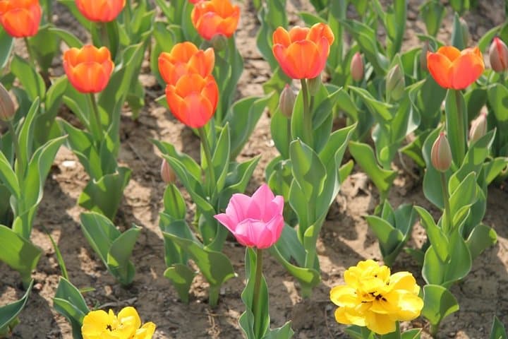Spring Flowers in Beijing Olympic Forest Park: Full-Day Flower Walk photo 3