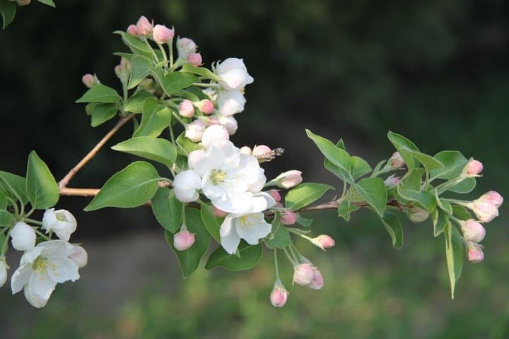 Spring Flowers in Beijing Olympic Forest Park: Full-Day Flower Walk photo 4