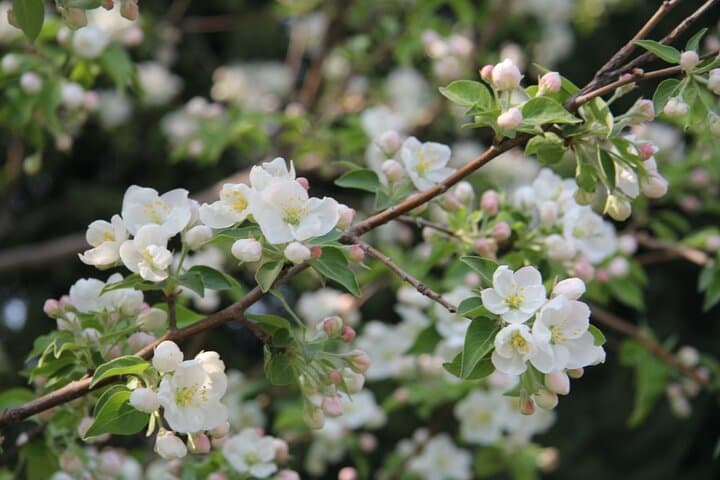 Spring Flowers in Beijing Olympic Forest Park: Full-Day Flower Walk photo 5