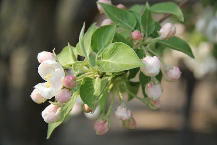 Spring Flowers in Beijing Olympic Forest Park: Full-Day Flower Walk photo 6