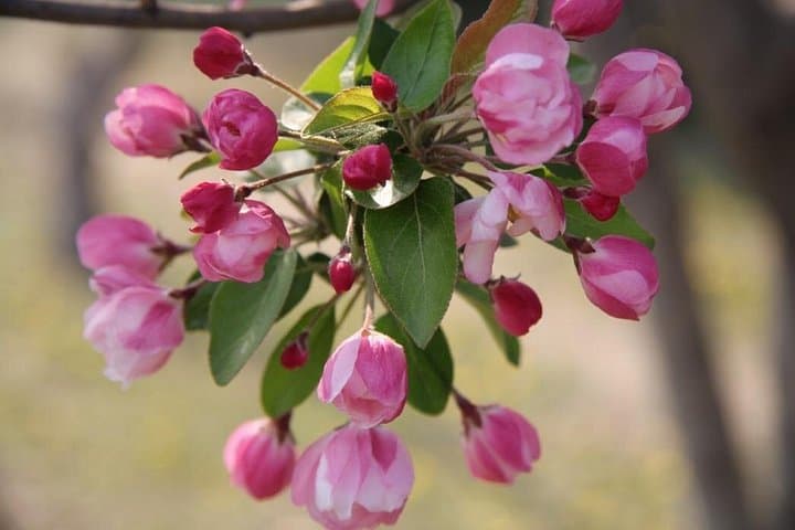 Flower Season at Olympic Forest Park — Half-Day Spring Flower Walk in Beijing photo 5