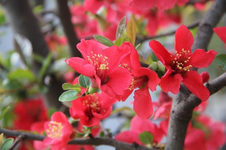 Spring Flowers in Beijing Olympic Forest Park: Full-Day Flower Walk