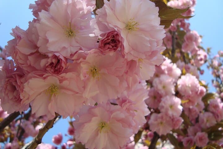 Cherry Blossoms at Yuyuantan Park: Beijing Half-Day Flower Tour photo 2