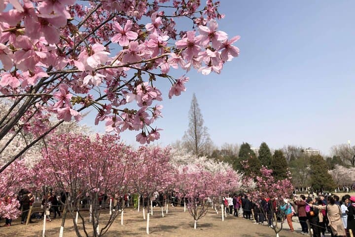 Cherry Blossoms at Yuyuantan Park: Beijing Half-Day Flower Tour