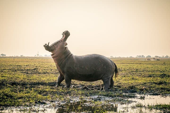 Zambezi Sunset Cruise at Victoria Falls — Boat Tour, Wildlife & Golden Hour Views