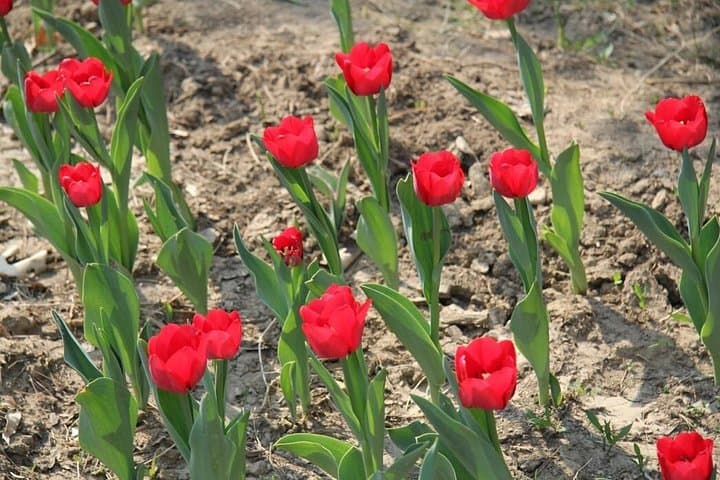 Flower Season at Olympic Forest Park — Half-Day Spring Flower Walk in Beijing photo 2