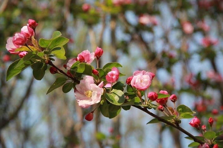 Flower Season at Olympic Forest Park — Half-Day Spring Flower Walk in Beijing photo 4