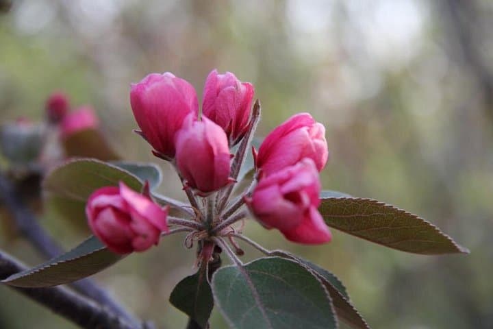 Flower Season at Olympic Forest Park — Half-Day Spring Flower Walk in Beijing photo 6