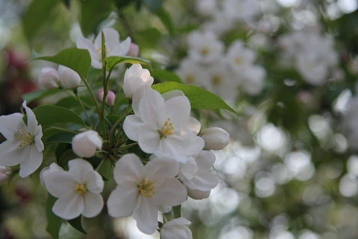 Flower Season at Olympic Forest Park — Half-Day Spring Flower Walk in Beijing photo 3