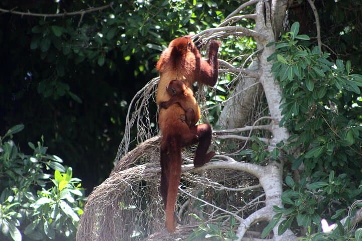 Howling Trail Hike: Tropical Dry Forest Day Trip from Cartagena