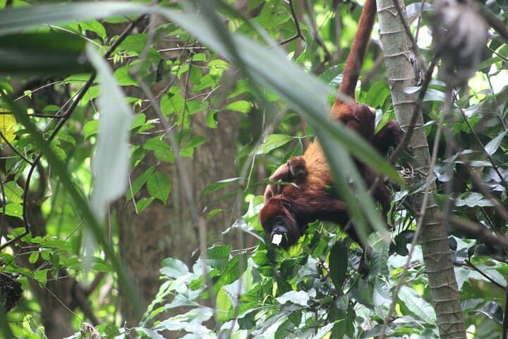 Howling Trail Hike: Tropical Dry Forest Day Trip from Cartagena photo 5