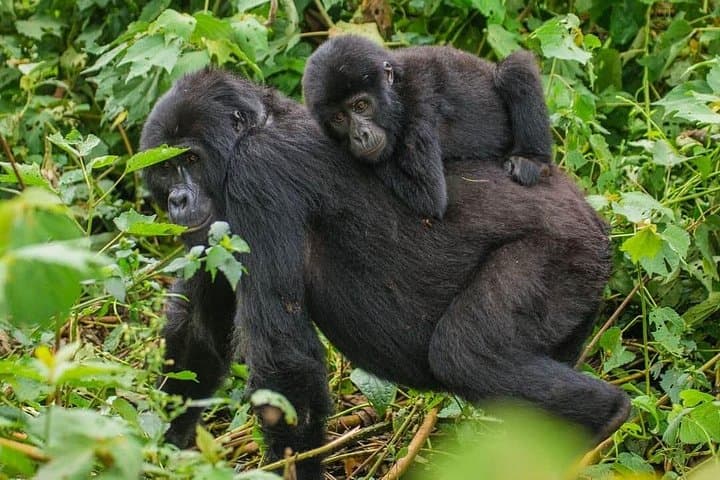 4-Day Private Bwindi Gorilla Trek & Buhoma Community Experience