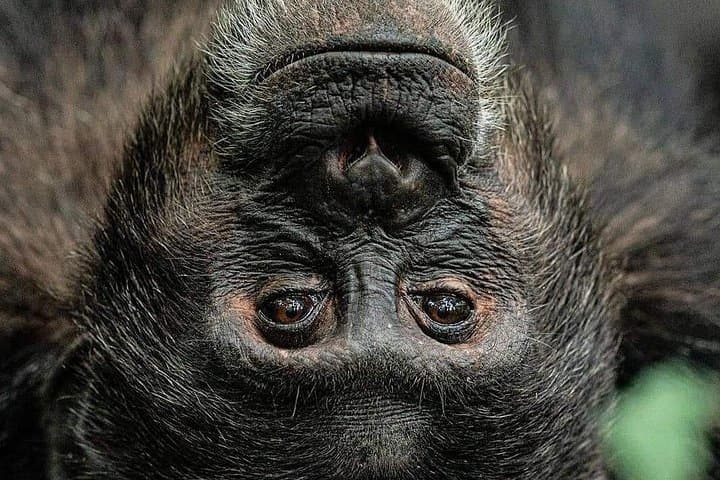 4-Day Private Bwindi Gorilla Trek & Buhoma Community Experience photo 4