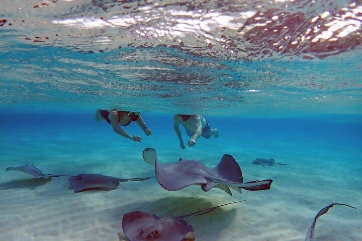 Stingray City Tour: Snorkel Coral Gardens, Starfish Point & 7 Mile Beach photo 1