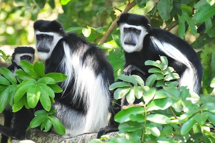6-Day Private Safari: Kibale, Semliki & Queen Elizabeth National Parks