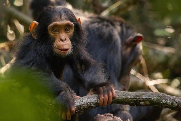 6-Day Private Safari: Kibale, Semliki & Queen Elizabeth National Parks photo 3