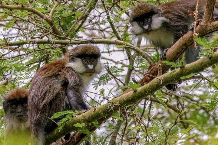 6-Day Private Safari: Kibale, Semliki & Queen Elizabeth National Parks photo 4