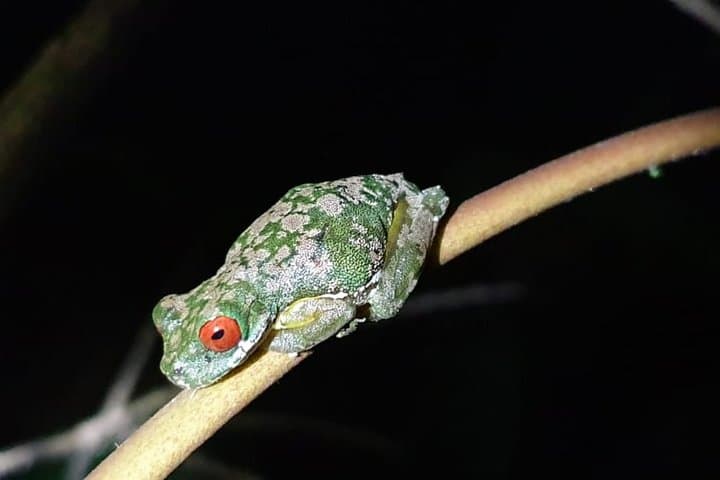 Monteverde Rain Forest Night Walk: Guided Nocturnal Wildlife Tour photo 2