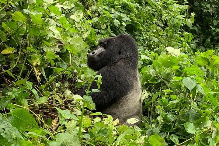 3-Day Gorilla Trek to Bwindi National Park from Kigali — Mountain Gorilla Safari photo 3