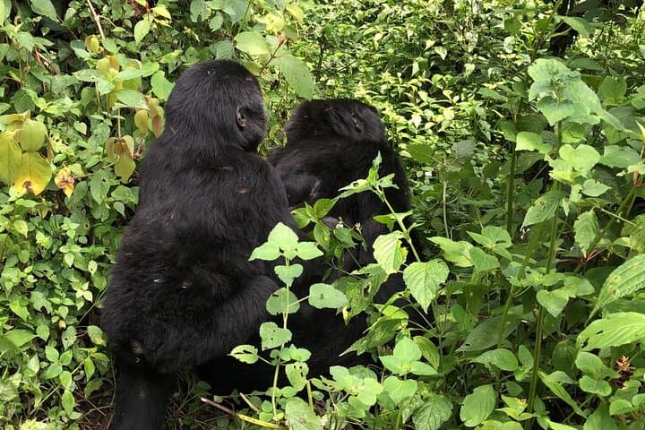 3-Day Gorilla Trek to Bwindi National Park from Kigali — Mountain Gorilla Safari