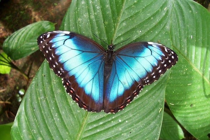 Full-Day Arenal Volcano & Rain Forest Tour from Guanacaste — La Fortuna Waterfall & Ecocentro Danaus photo 6