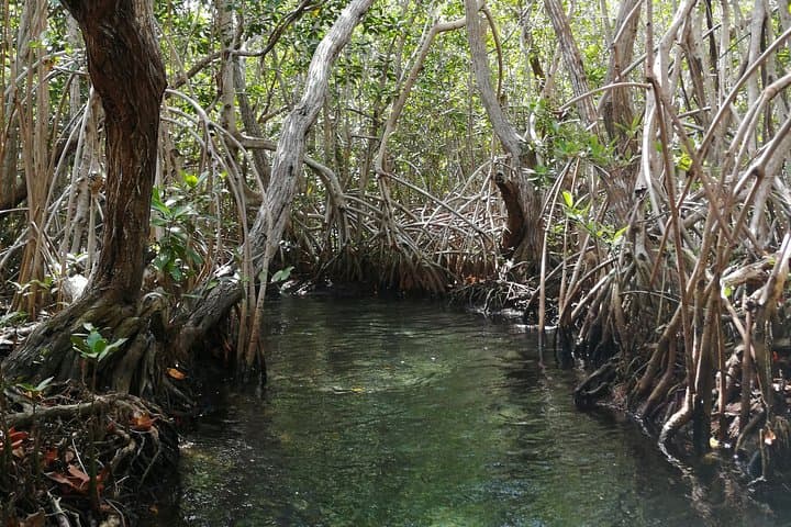 Sisal Beach Private Boat & Kayak Tour from Mérida photo 3
