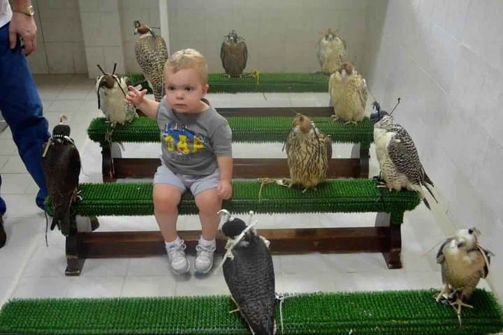 Inside the Abu Dhabi Falcon Hospital: A Hands-On Falconry Encounter photo 3