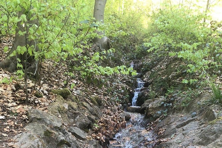 Guided Forest Hike in Heidelberg: Odenwald Trails 10 Minutes from the City photo 2
