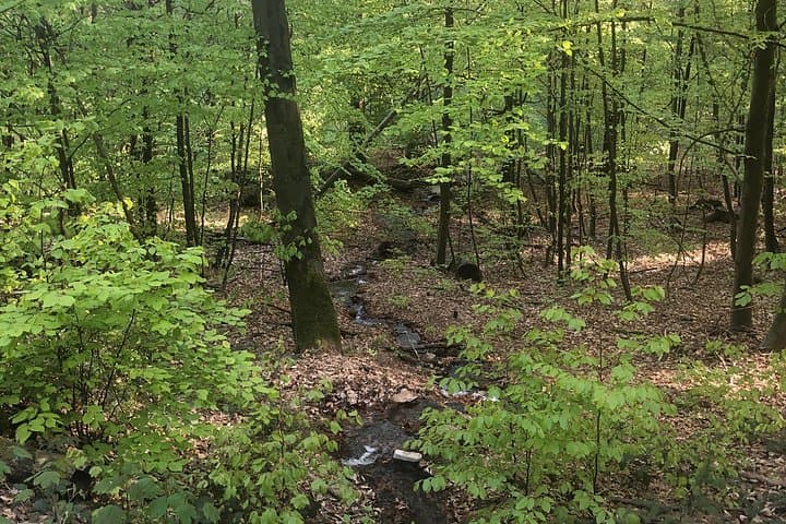 Guided Forest Hike in Heidelberg: Odenwald Trails 10 Minutes from the City photo 3