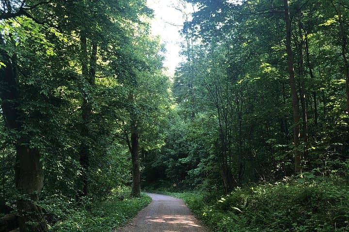 Guided Forest Hike in Heidelberg: Odenwald Trails 10 Minutes from the City