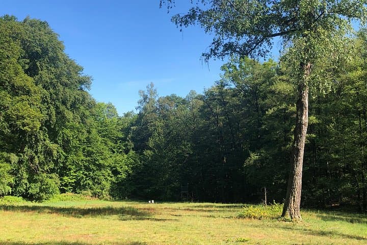 Guided Forest Hike in Heidelberg: Odenwald Trails 10 Minutes from the City photo 4