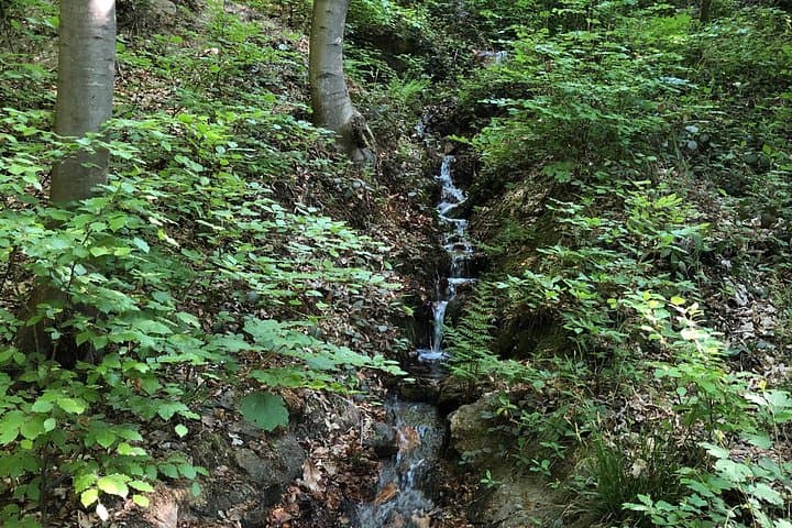 Guided Forest Hike in Heidelberg: Odenwald Trails 10 Minutes from the City photo 6