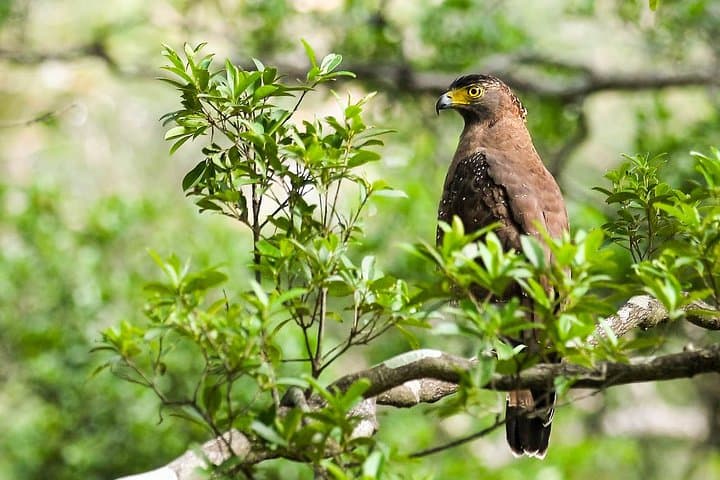 14-Day Sri Lanka Wildlife Tour: Birds, Elephants and Whale Watching