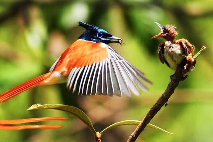 14-Day Sri Lanka Wildlife Tour: Birds, Elephants and Whale Watching photo 2