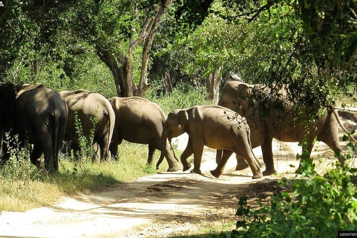 14-Day Sri Lanka Wildlife Tour: Birds, Elephants and Whale Watching photo 3