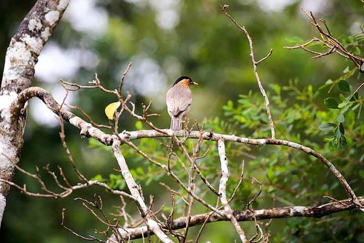 14-Day Sri Lanka Wildlife Tour: Birds, Elephants and Whale Watching photo 4