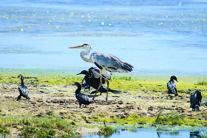 14-Day Sri Lanka Wildlife Tour: Birds, Elephants and Whale Watching photo 5