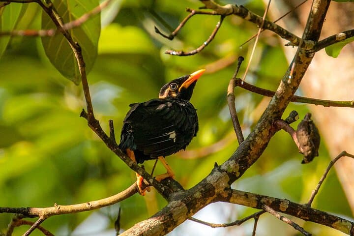 14-Day Sri Lanka Wildlife Tour: Birds, Elephants and Whale Watching photo 6