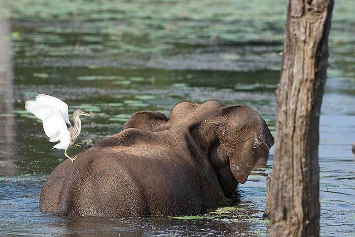 10-Day Birdwatching and Wildlife Tour in Sri Lanka: Rainforests, Plains & Highlands photo 1